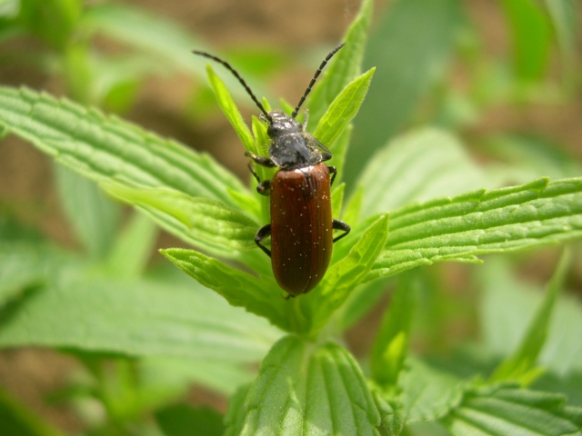 Alleculino Sconosciuto - Omophlus cfr. lepturoides